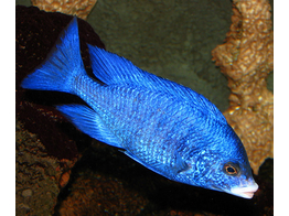 PLACIDOCHROMIS PHENOCHILUS MDOKA WHITE LIPS 3