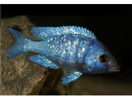 PLACIDOCHROMIS GISSELI 4-5