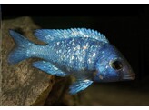 PLACIDOCHROMIS GISSELI 4-5