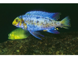 LABEOTROPHEUS TREWAVASAE MARMELADE CAT 3 5