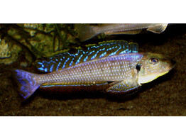 ENANTIOPUS/XENOTILAPIA MELANOGENYS KAREMA 4