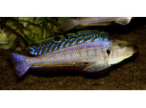 ENANTIOPUS/XENOTILAPIA MELANOGENYS KAREMA 4