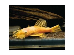 ANCISTRUS LEMON/ORANGE L 144  black eye  XL