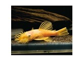 ANCISTRUS LEMON/ORANGE L 144  black eye  XL