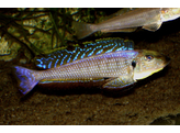 ENANTIOPUS/XENOTILAPIA MELANOGENYS KAREMA 5-6