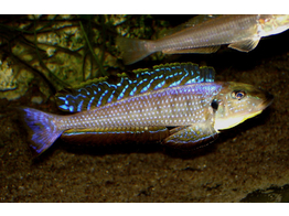 ENANTIOPUS/XENOTILAPIA MELANOGENYS KAREMA 5-6