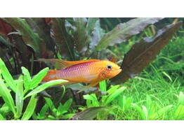 APISTOGRAMMA AGASSIZII SUPER FIRE RED L