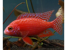 AULONOCARA STRAWBERY SUPER COLOR MALE 9-10