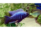 COPADICHROMIS MLOTO IVORY 4-5