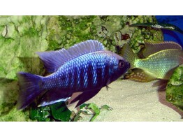 COPADICHROMIS MLOTO IVORY 4-5