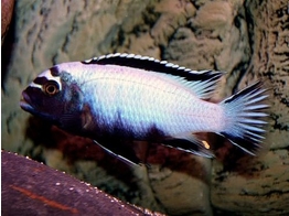 PSEUDOTROPHEUS MEMBE DEEP 3-3 5