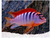 LABIDOCHROMIS HONGI SWEDEN 4-5