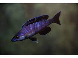 CYPRICHROMIS LEPTOSOMA SPECKLEBACK MOBA 4-5