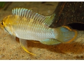 APISTOGRAMMA MATSES AFF.NIJSSENI 2 5-3