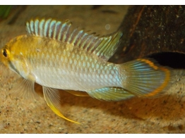 APISTOGRAMMA MATSES AFF.NIJSSENI 2 5-3