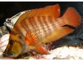 ALTOLAMPROLOGUS COMPRESSICEPS KAGUNGA 3-3 5