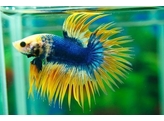 BETTA SPLENDENS CROWN TAIL male XL