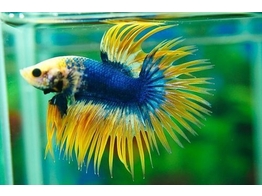 BETTA SPLENDENS CROWN TAIL male XL