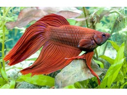 BETTA SPLENDENS MALE MIX COL.  XXL