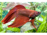 BETTA SPLENDENS MALE MIX COL.  XXL