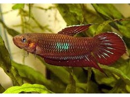 BETTA COCCINA 2 5-3