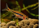 RASBORA/BORARAS UROPHTHALMOIDES 1-1 5