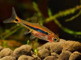 RASBORA/BORARAS UROPHTHALMOIDES 1-1 5