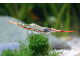 CARIDINA GRACILIROSTRIS red nose 2-2 5