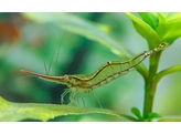 CARIDINA PINOKIO 2 5