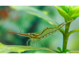 CARIDINA PINOKIO 2 5