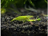 CARIDINA BABAULTI green stone 1 5-2