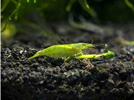 CARIDINA BABAULTI green stone 1 5-2