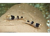 CARIDINA BLACK/WHITE BEE 1-1 5