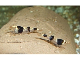 CARIDINA BLACK/WHITE BEE 1-1 5