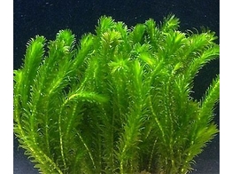 Elodea densa