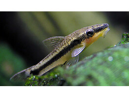 OTOCINCLUS/MACROTOCINCLUS AFFINIS 2 5-3