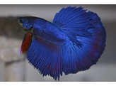 BETTA SPLENDENS HALF MOON male XL