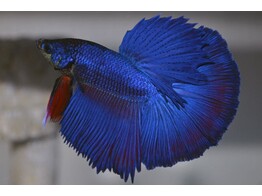 BETTA SPLENDENS HALF MOON male XL