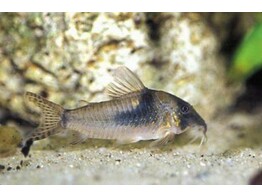 CORYDORAS SEPTENTRIONALIS 3