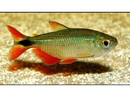 HEMIGRAMMUS CAUDOVITTATUS 2 - 2 5