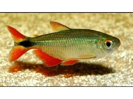 HEMIGRAMMUS CAUDOVITTATUS 3 - 4