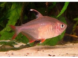 HYPHESSOBRYCON BENTOSI ROSACEUS 3 5