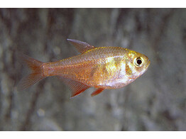 HYPHESSOBRYCON FLAMMEUS DIAMANT 2 5 - 3