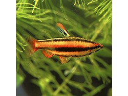 NANNOSTOMUS MARGINATUS 2 5