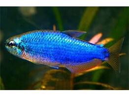 INPAICHTHYS KERRI SUPER BLUE 2 5 - 3