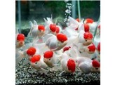 Carassius auratus Red Cap oranda SHOW AAA-grade 6-7