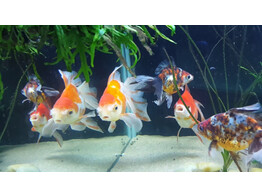 Carassius auratus fantail mix 11-13