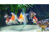 Carassius auratus fantail mix 11-13