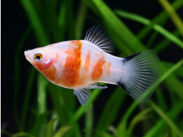 Xiphophorus maculatus - Platy Bleeding Heart L