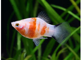 Xiphophorus maculatus - Platy Bleeding Heart L